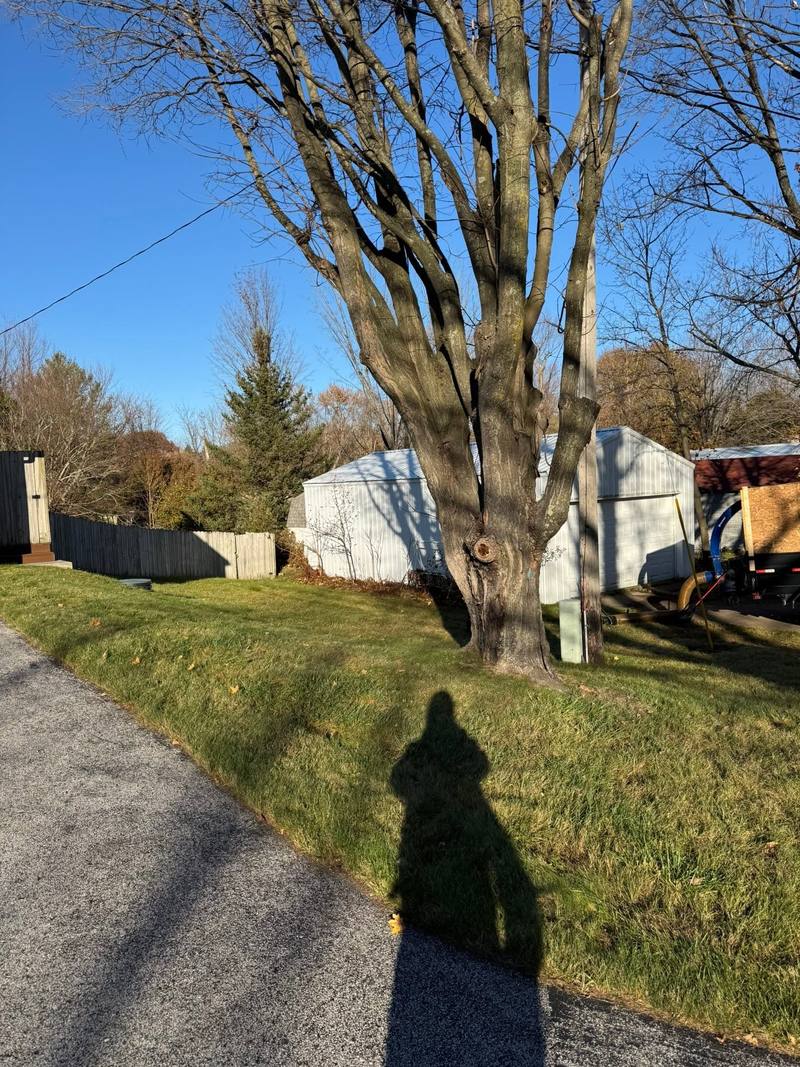After: the same backyard cleared of leaves