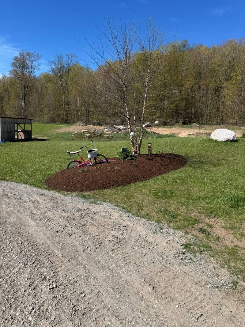 Mulch island around a young birch tree beside a gravel drive