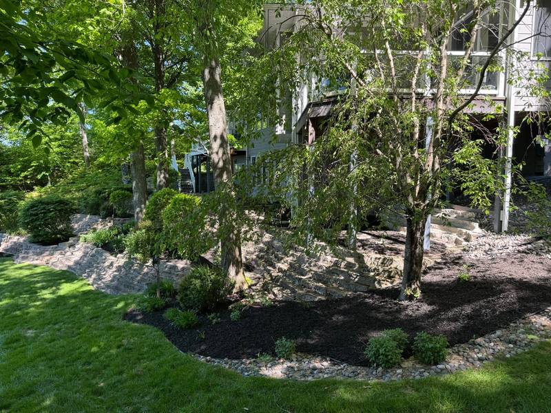 Fresh black mulch beds around trees and shrubs on a sloped yard