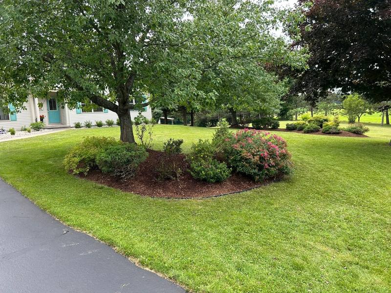 Mulch island with shrubs around a tree beside a curved driveway