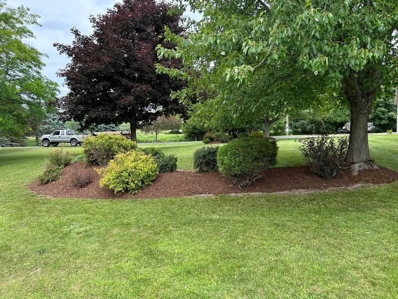 Large mulch island with shrubs under a maple tree