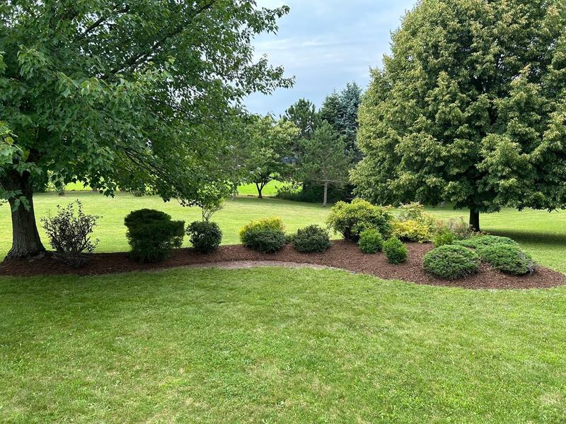 Row of rounded shrubs in a fresh mulch bed across a wide lawn