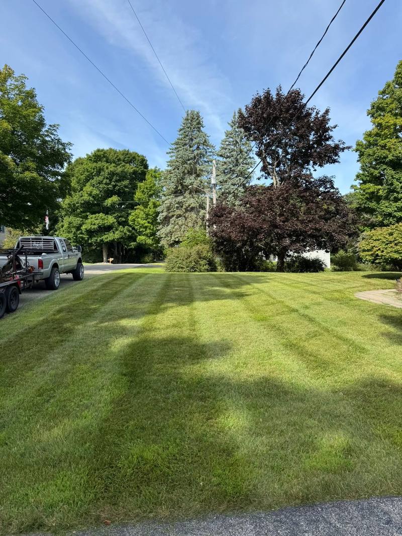 Diagonal mowing stripes across a front lawn with tall spruce trees
